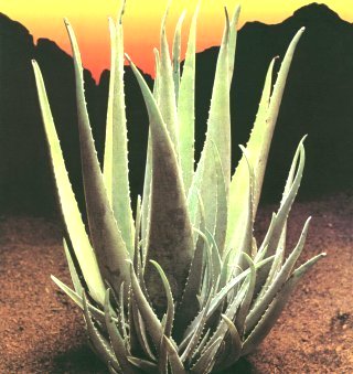 aloevera.jpg (33057 bytes)